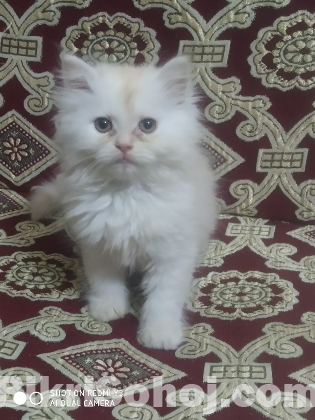 Persian Cat আপনার ঘরে ভালোবাসার এক নরম পার্শিয়ান ক্যাট